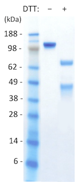 5 μg of purified antibody analyzed by SDS-PAGE under reducing (+DTT) and non-reducing (-DTT), stained with Coomassie blue (protein markers with molecular mass in kDa indicated at left)